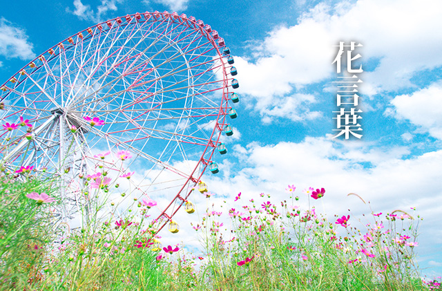 コスモスの花言葉