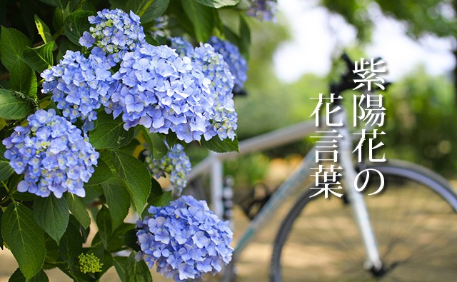 紫陽花の花言葉