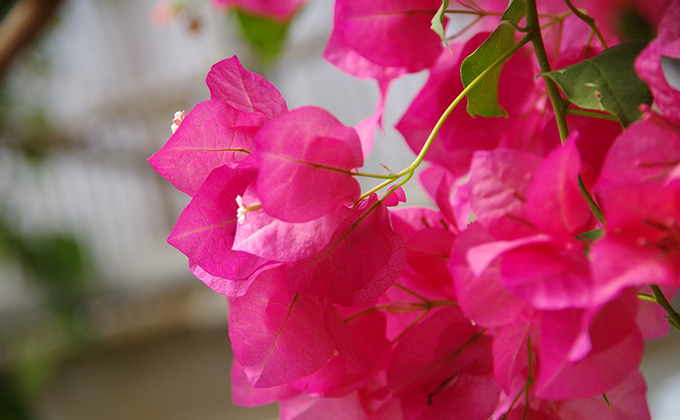 ブーゲンビリアの花の色