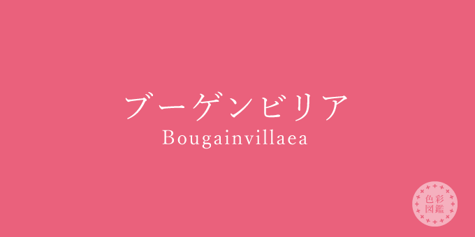 ブーゲンビリア（Bougainvillaea）の色見本