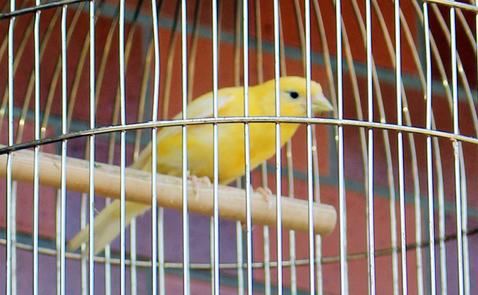 カナリーイエロー Canary Yellow の色見本 色彩図鑑 日本の色と世界の色 カラーセラピーライフ