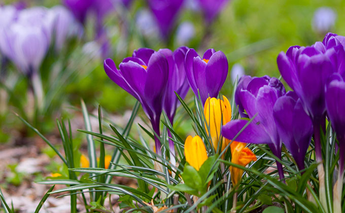 クロッカス Crocus の色見本 色彩図鑑 日本の色と世界の色