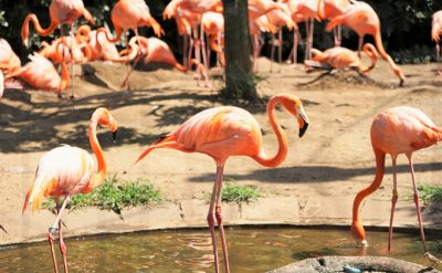 フラミンゴ Flamingo の色見本 色彩図鑑 日本の色と世界の色