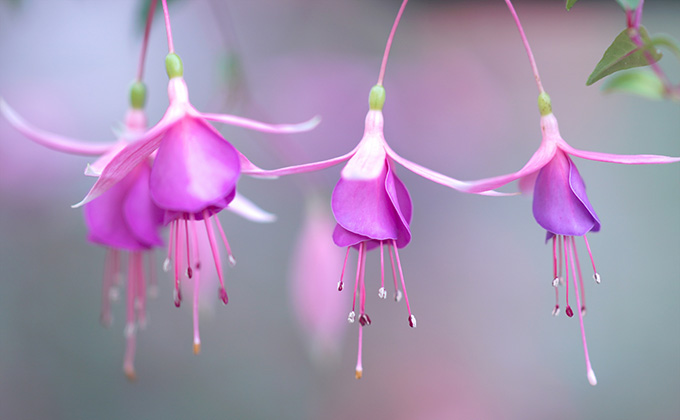 フクシアピンク（Fuchsia Pink）の色見本・カラーコード | 色彩図鑑（日本の色と世界の色一覧）