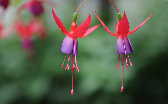 フクシアの花 紫系