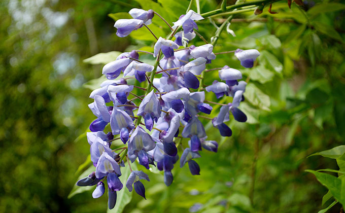 藤の花の色