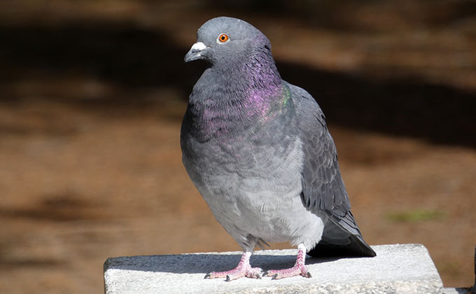 鳩羽色 はとばいろ の色見本 色彩図鑑 日本の色と世界の色 カラーライフスタイル