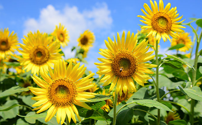 サンフラワー（ひまわり）の花の色