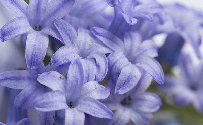 ヒヤシンス Hyacinth の色見本 色彩図鑑 日本の色と世界の色