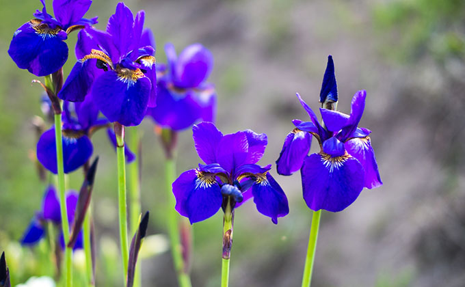 カキツバタの花の色