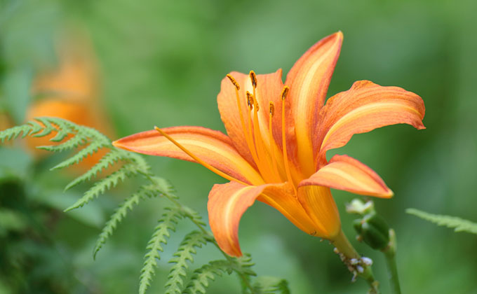 カンゾウの花の色