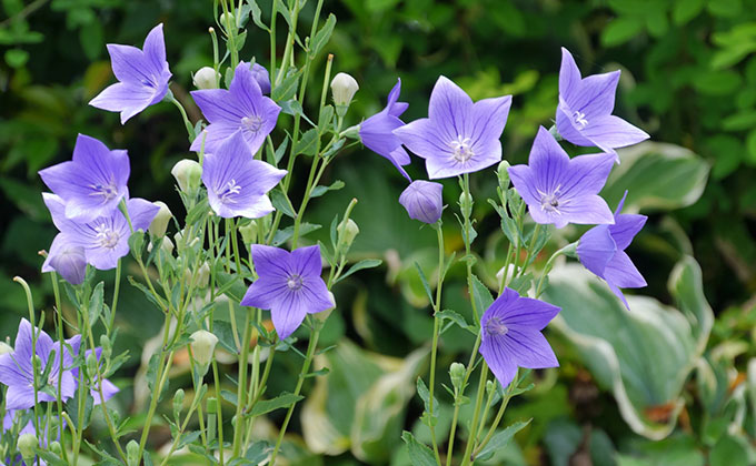 キキョウの花の色