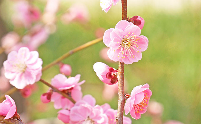 梅の花の色