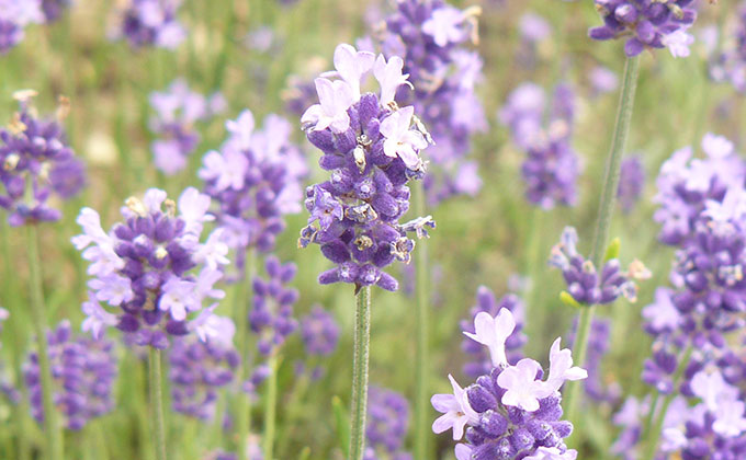 ラベンダー Lavender の色見本 色彩図鑑 日本の色と世界の色一覧 カラーセラピーライフ