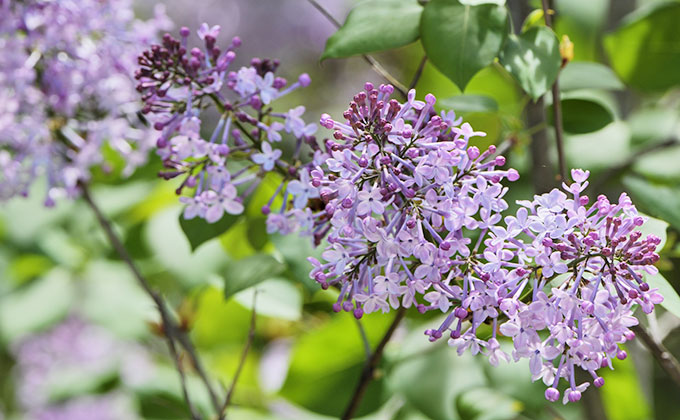 ライラック Lilac の色見本 色彩図鑑 日本の色と世界の色