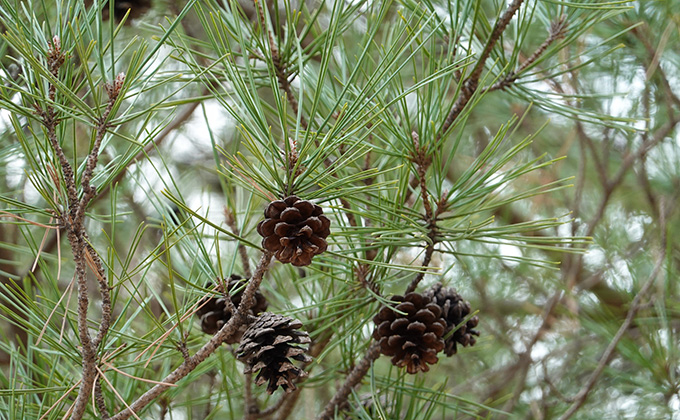 Pine needle color