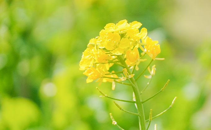 菜の花の色