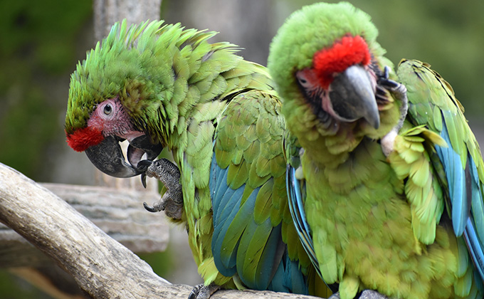 ヒワコンドウインコの羽の色