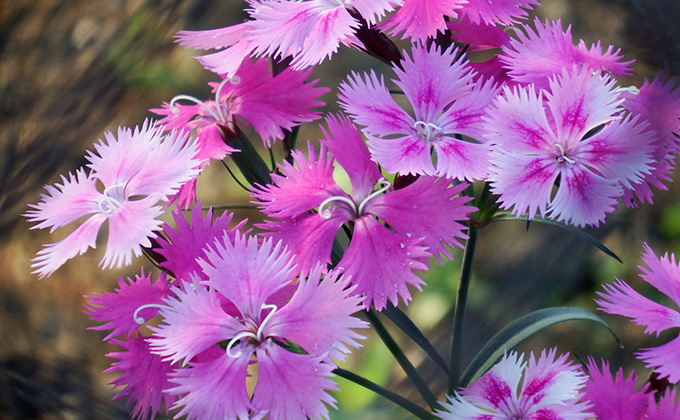 撫子の花の色