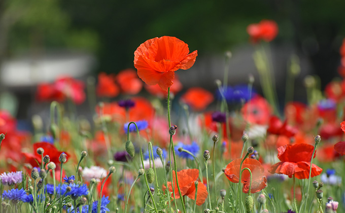 ポピーの花