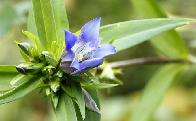 リンドウの花の色