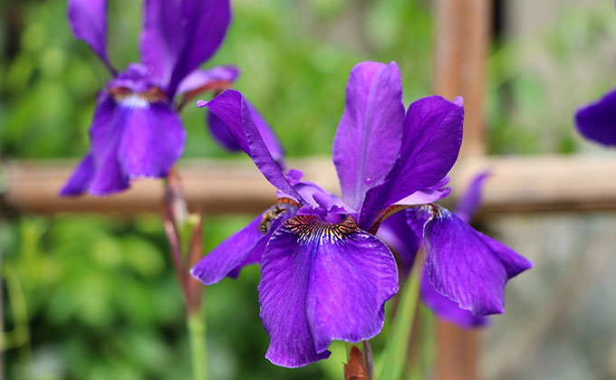 ショウブの花の色