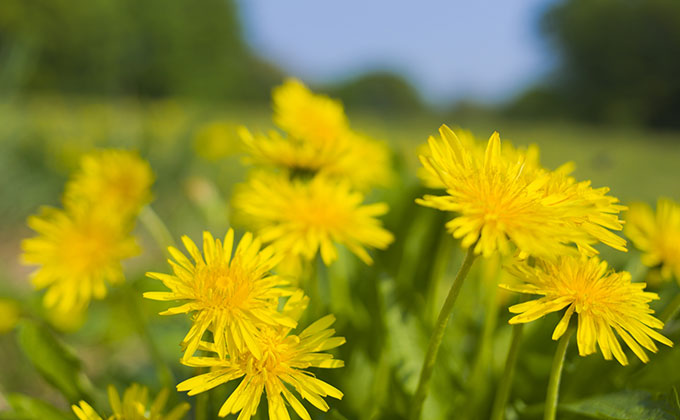 タンポポの花の色