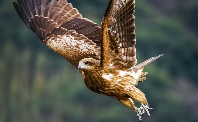 鳶の色