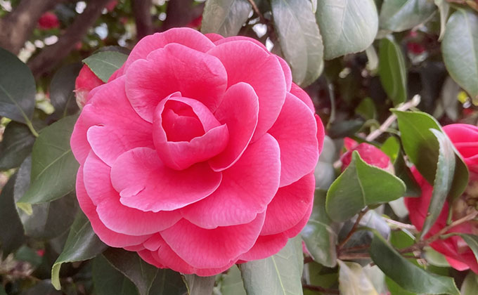 椿の花の色（カメリア／Camellia）