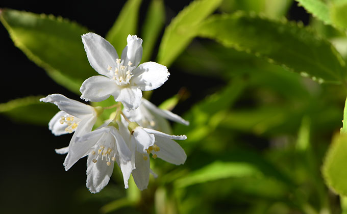 卯の花色 うのはないろ の色見本 色彩図鑑 日本の色と世界の色一覧 カラーセラピーライフ