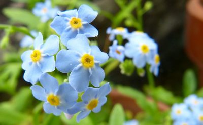 青いワスレナグサの花