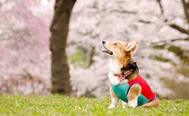 春の色のイメージ