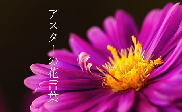 色で変わるアスターの花言葉