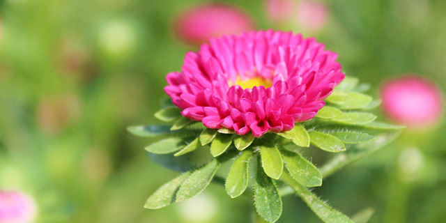 ピンクのアスターの花言葉