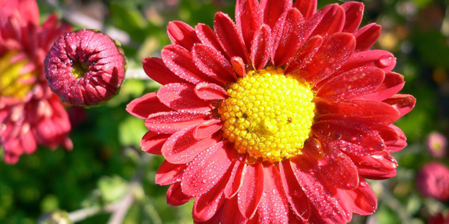 赤いアスターの花言葉