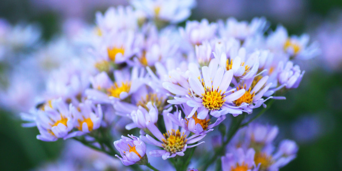 紫色の紫苑（シオン）の花言葉