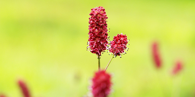 赤色の吾亦紅（ワレモコウ）の花言葉