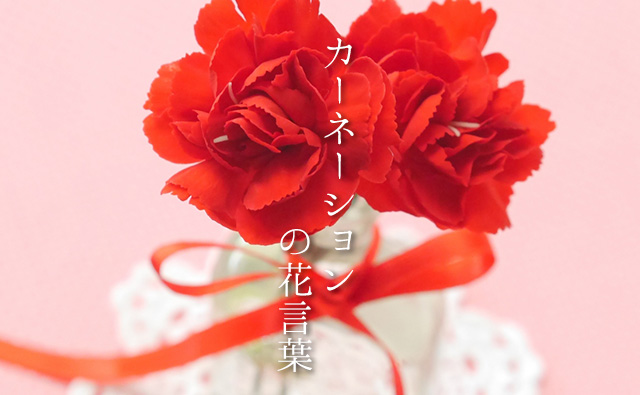 色で変わる カーネーション の花言葉 母の日の赤と白の花の意味 カラーセラピーライフ