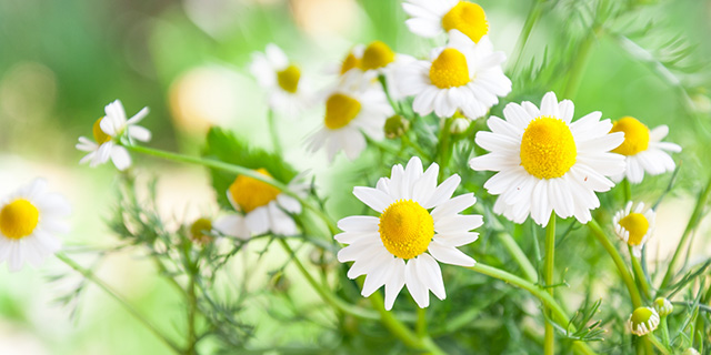 白色のカモミールの花言葉