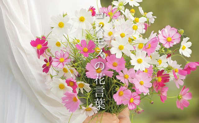 色で変わる「秋桜／コスモス」の花言葉