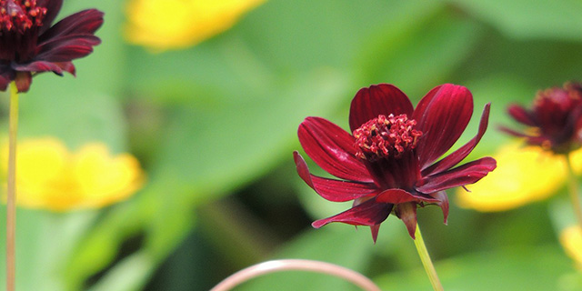 黒のコスモスの花言葉