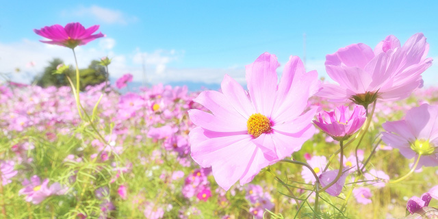 色で変わる 秋桜 コスモス の花言葉 ピンク 赤 黄 白 黒 カラーセラピーランド カラーライフスタイル