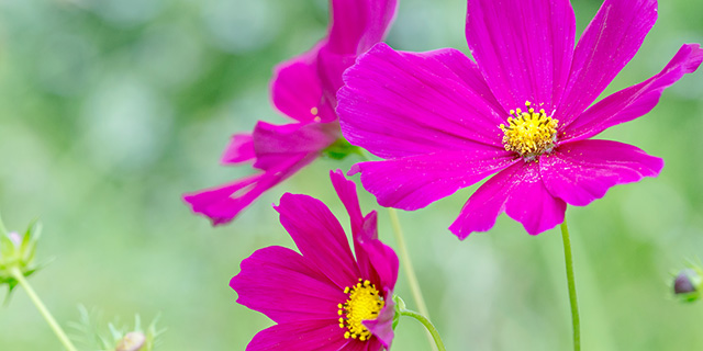 色で変わる 秋桜 コスモス の花言葉 ピンク 赤 黄 白 黒 カラーセラピーライフ