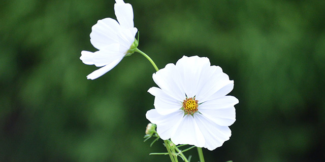 白色のコスモスの花言葉