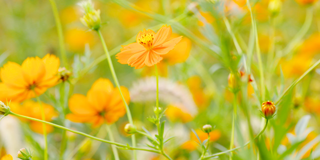 黄色のコスモスの花言葉