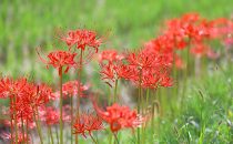 秋の花の色と花言葉