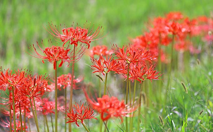 秋の花 の色と花言葉 ススキ 彼岸花 金木犀 蕎麦 カトレアなど カラーセラピーライフ