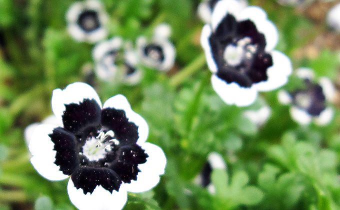 黒色の花の花言葉 コスモス カラーセラピーライフ