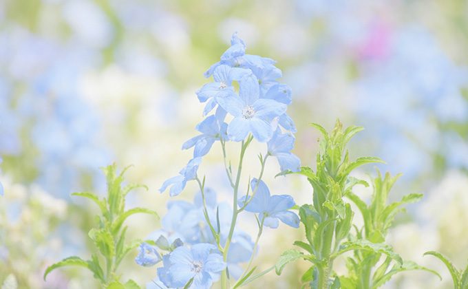 青色の花の花言葉