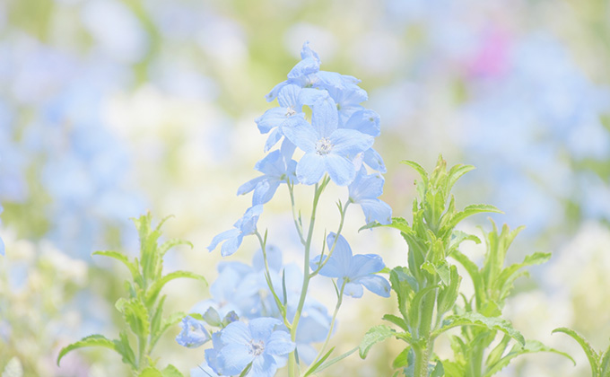 青色の花の花言葉 アサガオ アジサイ カーネーション カラーセラピーランド カラーライフスタイル